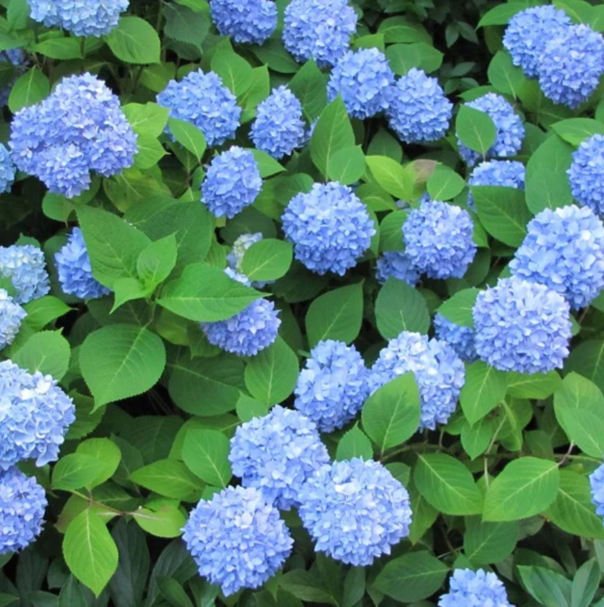 Hydrangea Macrophylla Nikko Blue 6 Rooted Cuttings 7-10 Inches Blue Flowers Shade Tolerant