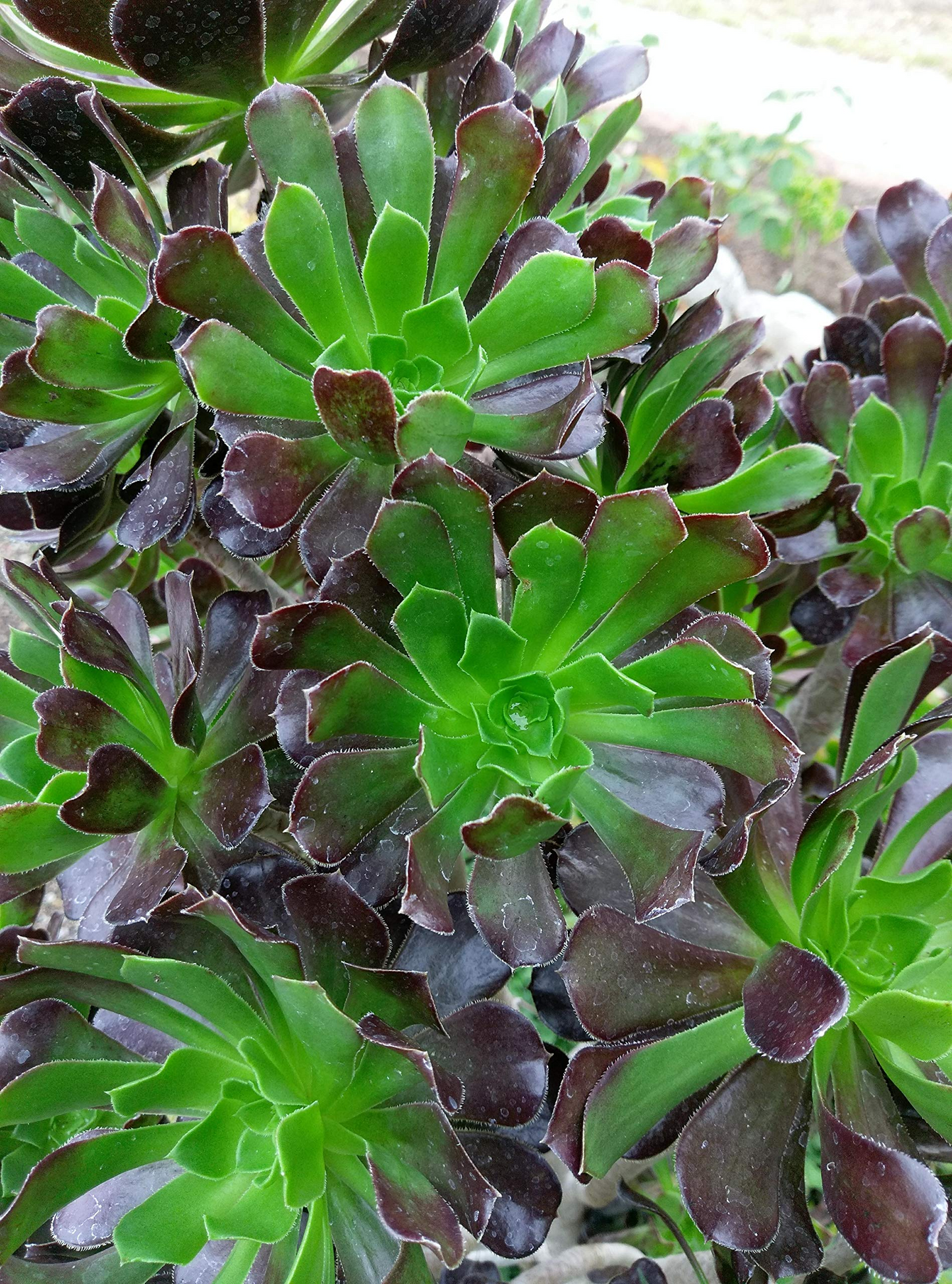 2 Aeonium Arboreum Unrooted Cuttings (Aeonium Tree) 2-4" – Succulent for Grafting, Rooting, or Propagation