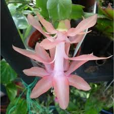Schlumbergera truncata Cuttings, 2 Stem Segments, Peach-Colored Blooms, Holiday Cactus, USDA Zones 10-12