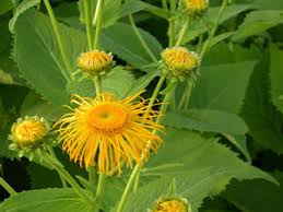 Inula magnifica Seeds (20) | Giant Elecampane Fleabane | Dramatic Garden Perennial | Alaska Grown