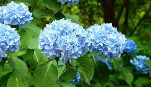Hydrangea Cuttings - 10 Live Stem Cuttings, Deep Blue Flowers, No Roots