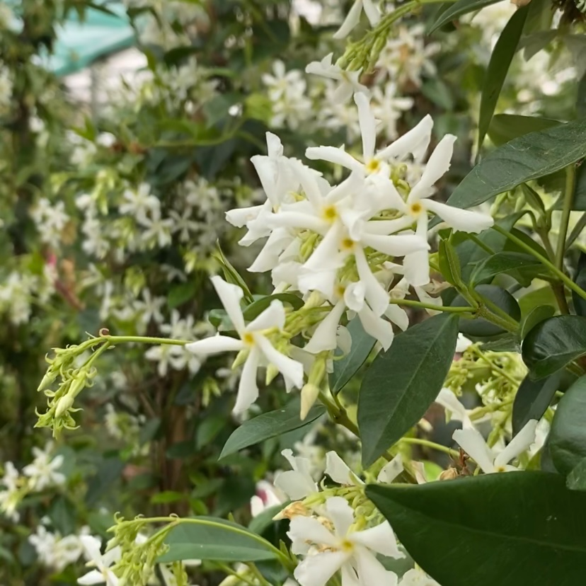 Star Jasmine Plant (Trachelospermum jasminoides) - 1 Rooted Stem, 8-12 Inches Tall