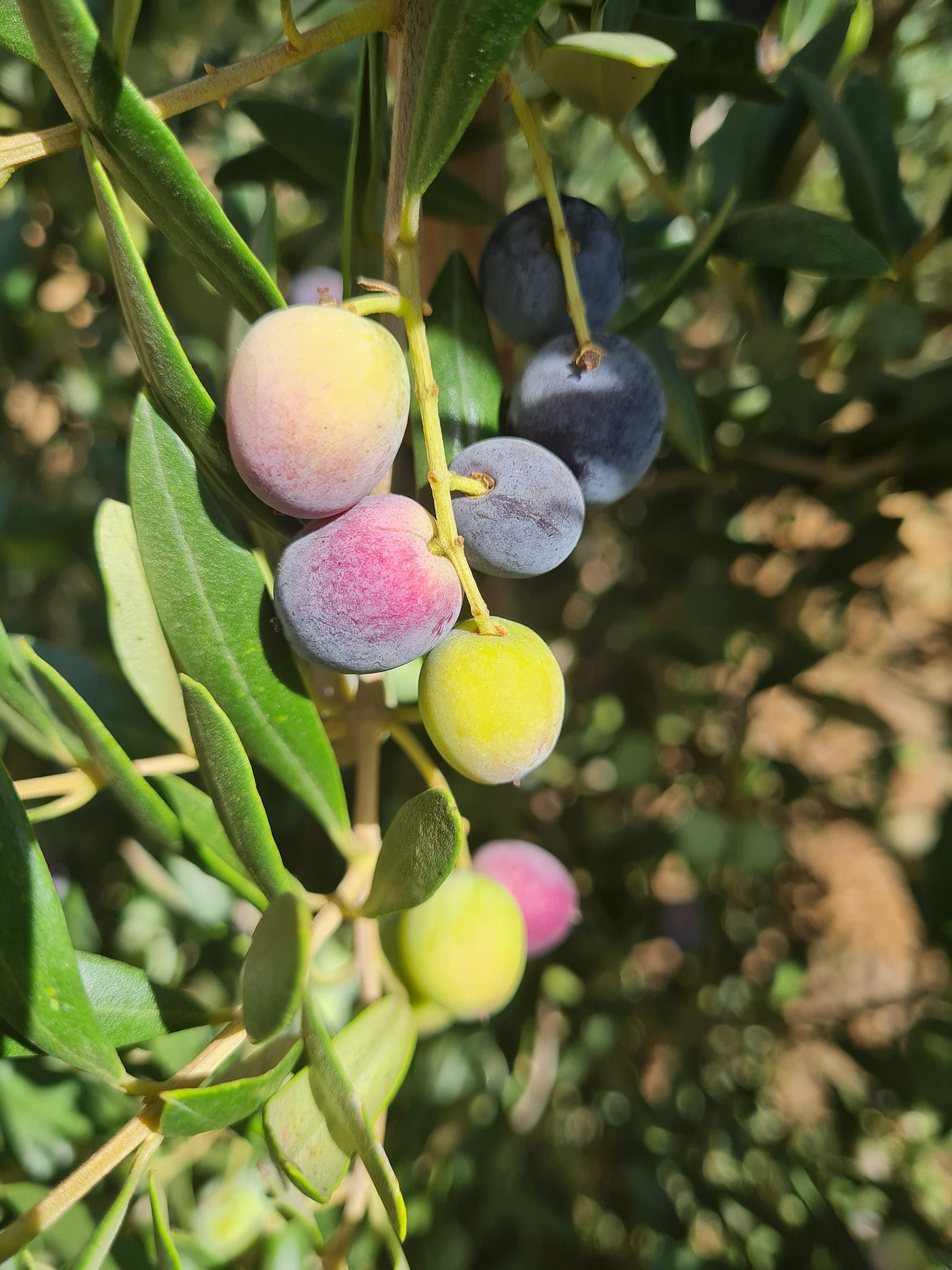 Arbequina Olive Tree Starter Plant 5+ Inches Olea Europaea Drought Tolerant USDA Zones 8-11