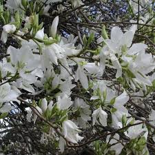 10 Seeds Bauhinia Alba – White Orchid Tree (Bauhinia variegata alba) | Stunning Flowering Plant for Planting