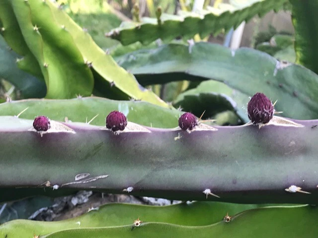 Black Africanis Dragon Fruit Cuttings - 8-10" Rare TLM Variety, Near-Black Skin, Red Flesh, Fast Rooting, Self-Fertile, Exotic Collector's Pitaya