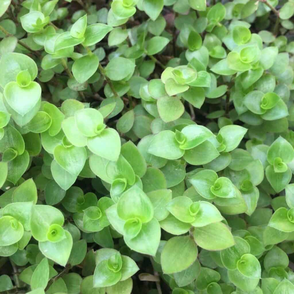 Tradescantia Bolivian Starter Plant, Rooted Cutting, Purple-Green Foliage, Trailing Houseplant, Pet-Friendly