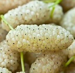 1 White Mulberry Tree - Morus alba | 1–2 ft Live Bare Root Tree | Fast-Growing Fruit Tree for Edible & Wildlife Gardens