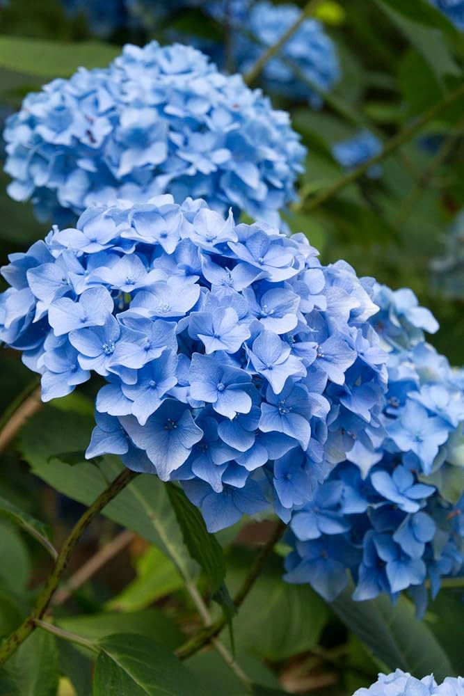 1 Blue Hydrangea Plant (Hydrangea macrophylla) 3-8" Tall, Fully Rooted Cutting, Live Garden Shrub, Beautiful Flowers, Indoor/Outdoor Plant