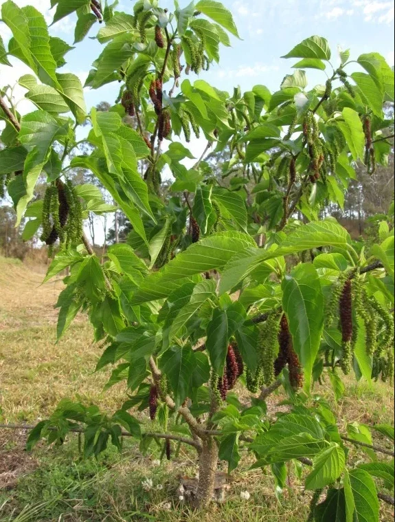 Pakistan Mulberry Cuttings (10) - 6-8 Inch - Morus macroura - Grafting/Rooting