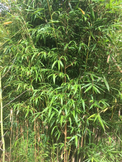 Thai Clumping Bamboo Cuttings, Bambusa dolichomerithalla 'Green Stripe', 12 Live Culms, USDA Zones 9-11, Privacy Screen