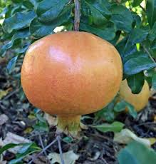 10 Rare Organic White Pomegranate Unrooted Cuttings 8-10" - Punica Granatum - Unique Fruit Tree for Propagation & Garden