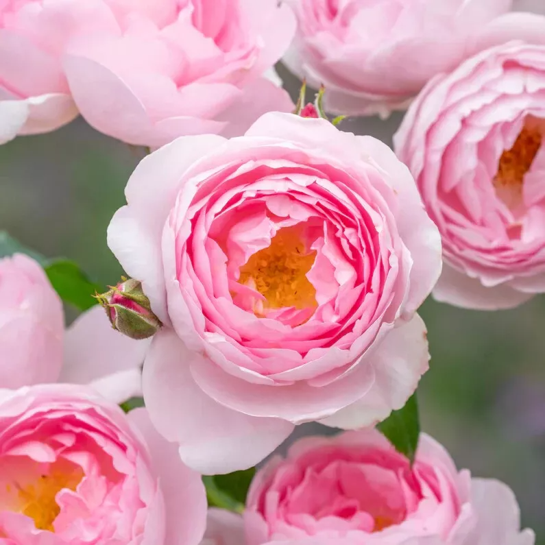 David Austin Rose Cuttings, 3 Unrooted Stems, 5" Long, Soft Pink Flowers, USDA Zones 5-9