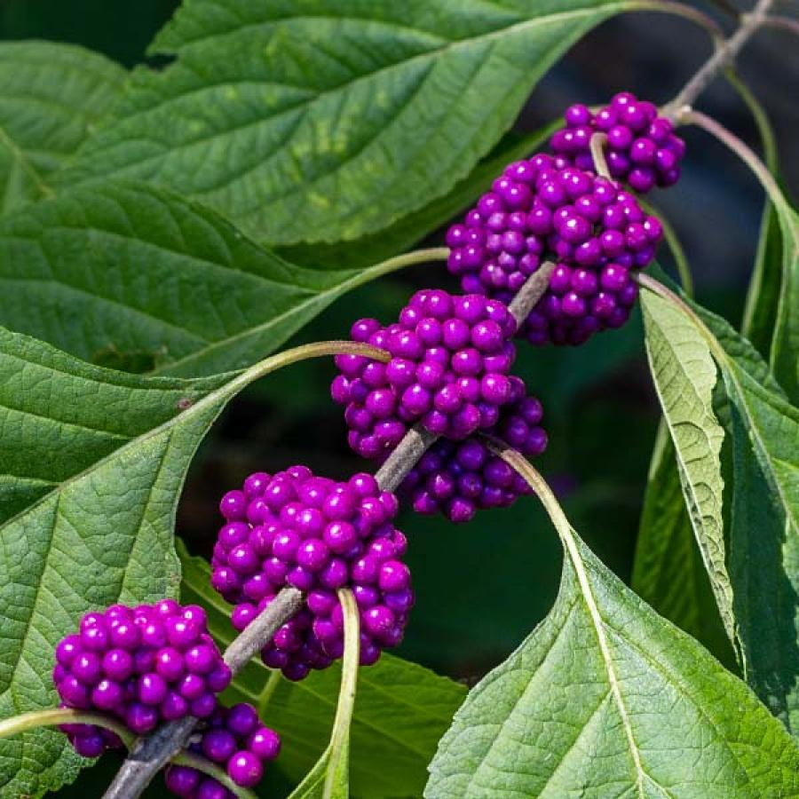Beautyberry Bush Cuttings, Callicarpa americana, 7 Live Clippings, Purple Berries, USDA Zones 6-10, Wildlife Friendly