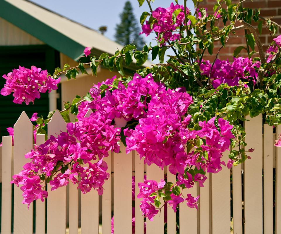 Bougainvillea Fuchsia Cuttings - 8 Healthy 6-8 Inch Cuttings, Vibrant Pink-Purple Blooms, Fast-Growing, USDA Zones 9-11, Easy to Root