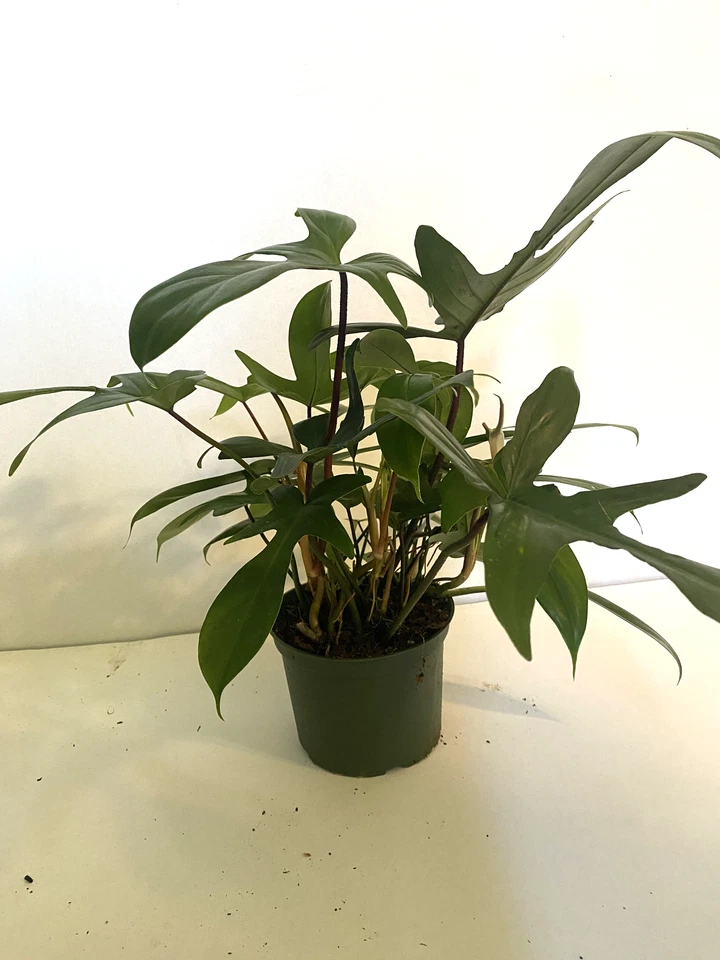 Philodendron Florida Ghost, 3" Potted Live Plant, Color-Changing Foliage, Rare Aroid