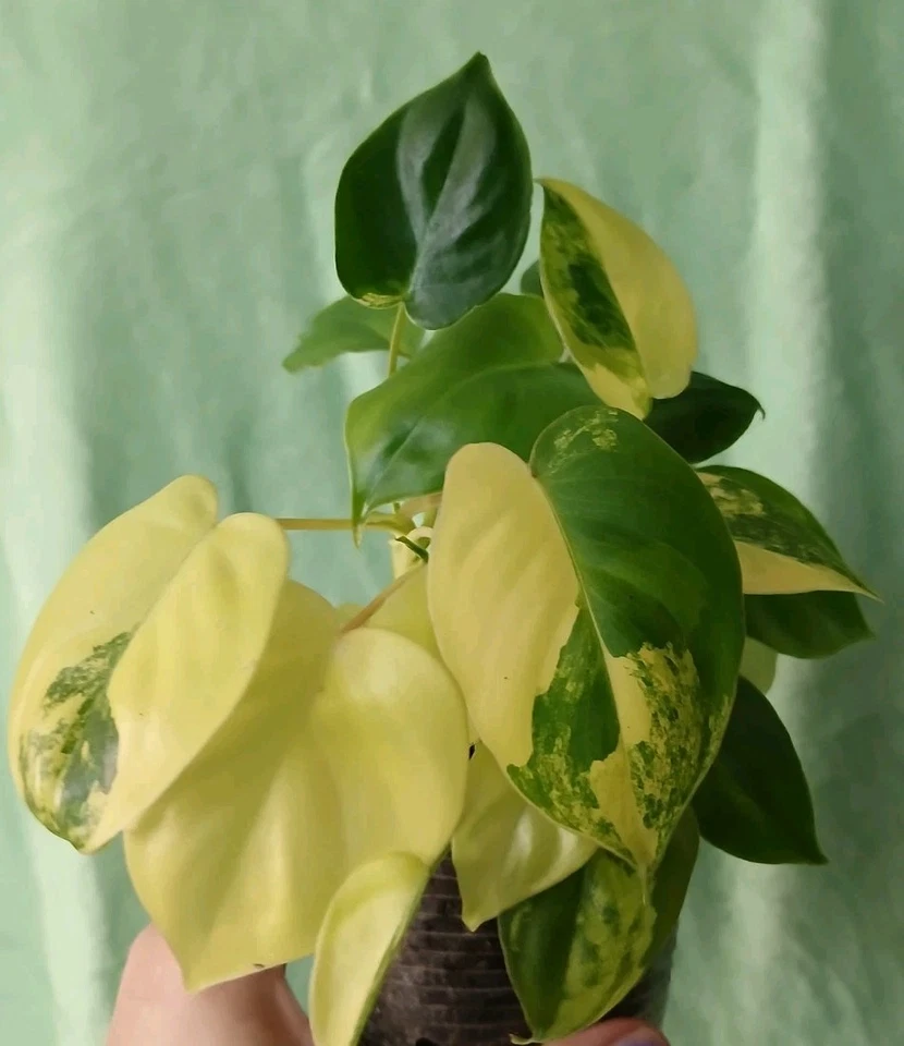 Burle Marx Philodendron Cutting, Philodendron bipinnatifidum, with Nodes & Aerial Roots, Indoor Outdoor Plant
