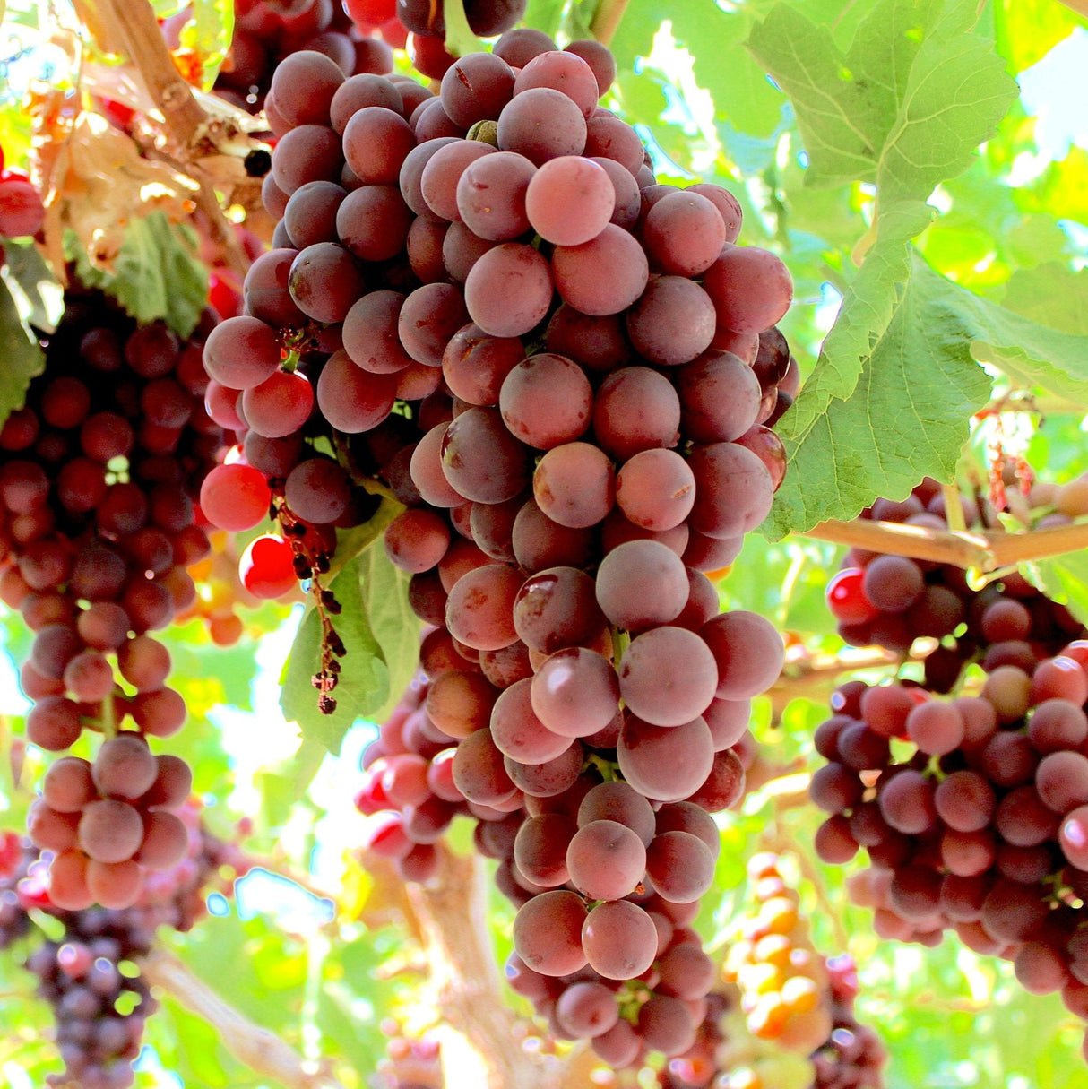 Red Flame Seedless Grape Vine, Vitis vinifera, 12+ Inch Rooted Plant, USDA Zones 7-10, Full Sun, Bare Root