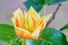 6+ Tulip Tree Cuttings | Liriodendron tulipifera | Fast-Growing Shade Tree | Green-Yellow Tulip Flowers