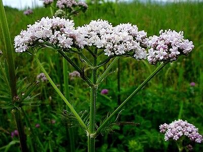 Valerian (Valeriana officinalis) ā 100+ Seeds | Perennial Herb, Calming & Catnip Alternative | USA Grown