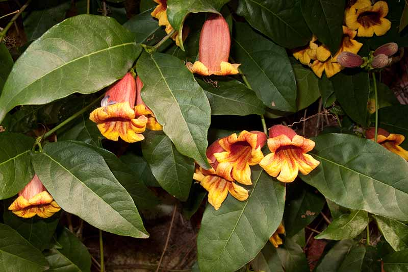 Bignonia Capreolata Yellow Crossvine Rooted Starter Plant Climber Attracts Pollinators