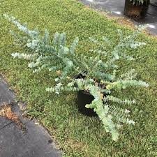 40 Eucalyptus pulverulenta 'Baby Blue' Bonsai Seeds, Silver Dollar Eucalyptus, Florist 'Baby Blue', Unique Indoor Bonsai Tree for Garden