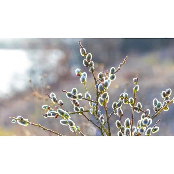 Pussy Willow Tree Cuttings, 10 Unrooted, Fast-Growing, Fuzzy White Blooms, Zones 5-8, Full Sun, Hedge or Standalone Shrub, Early Spring Bloomer