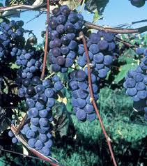 Thomcord Seedless Grape Cuttings - 5 Pack - Table Grape Vine - Propagation Ready - US Grown