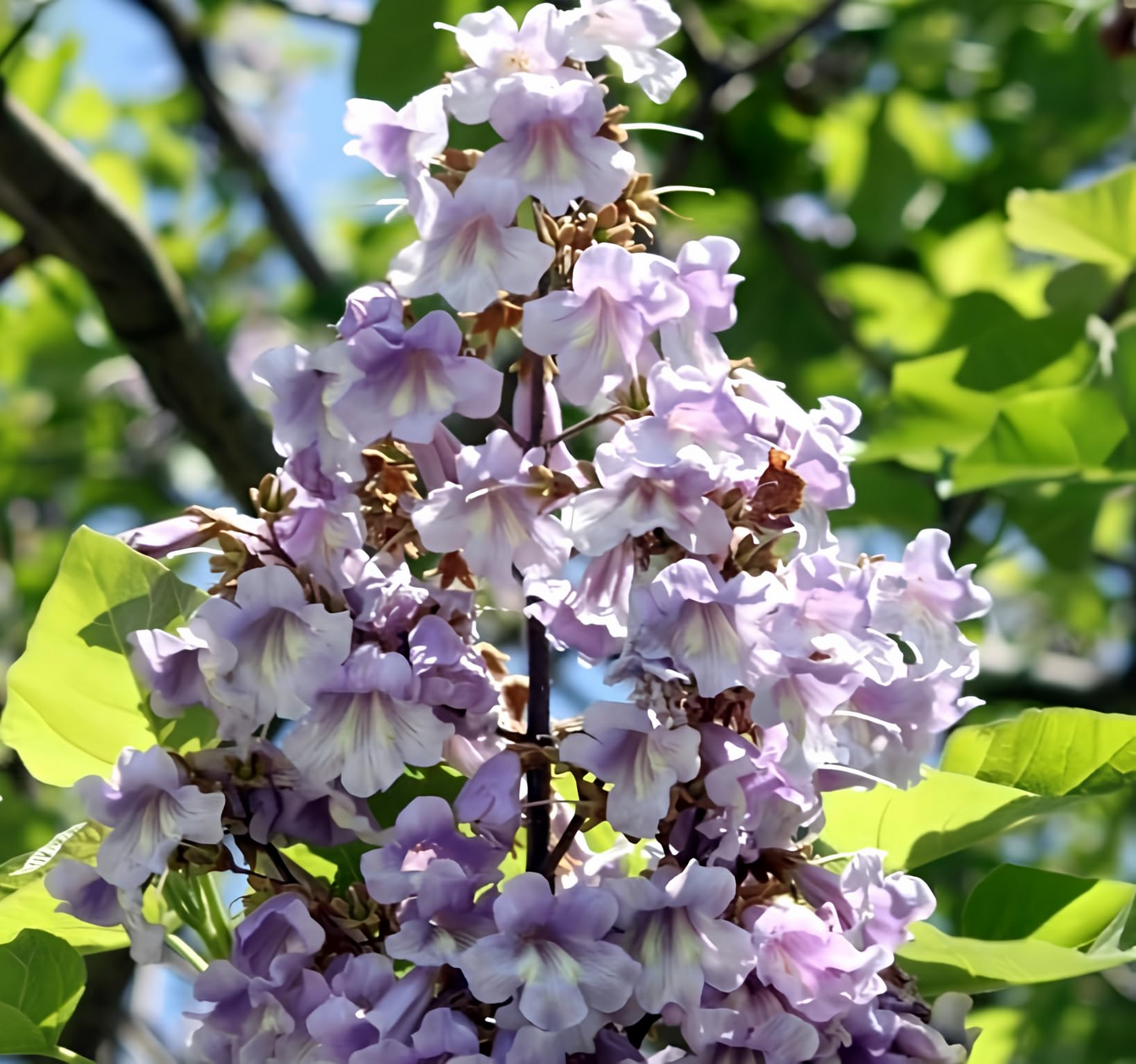 100 Royal Empress Tree Seeds (Paulownia tomentosa), Purple Flowers, Fast-Growing Tree, Decorative Tree, Garden Starter, Landscape Plant