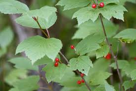 Viburnum edule Cuttings - 4 Count - Highbush Cranberry - Wild Harvested