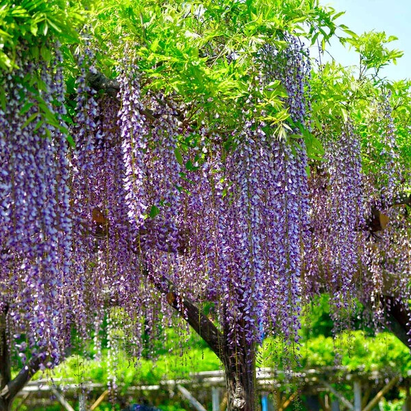 Japanese Wisteria Cuttings (2) - 10 Inch Rooted - Floribunda - Pink/Blue/Purple Blooms