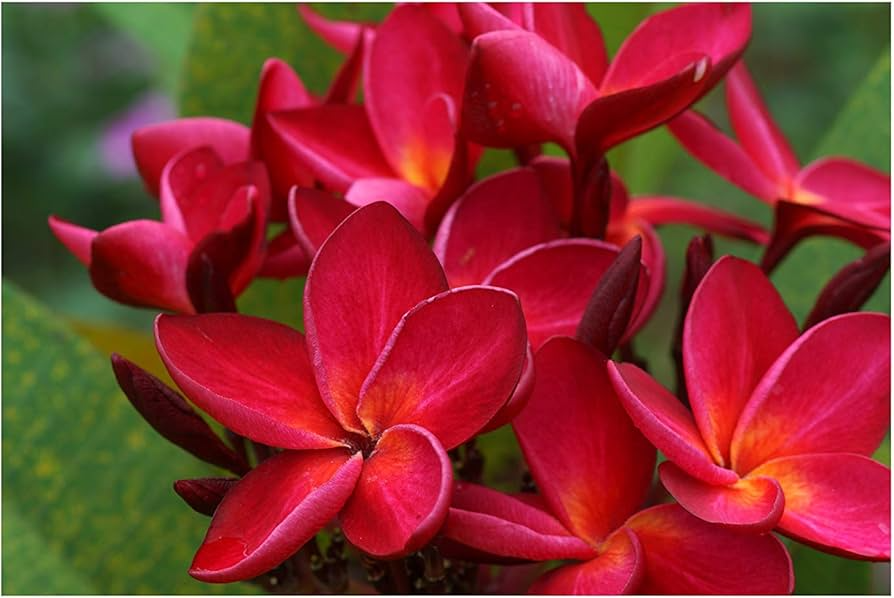 Plumeria Cutting, 10" Stem, Dark Red Flowers, Tropical Fragrant Plant, USDA Zones 10-12