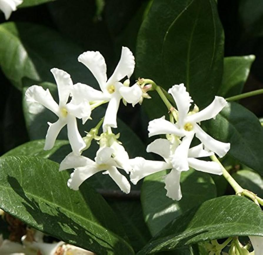 White Star Jasmine Cuttings - 6 Live Cuttings, Trachelospermum jasminoides, Fragrant Vine