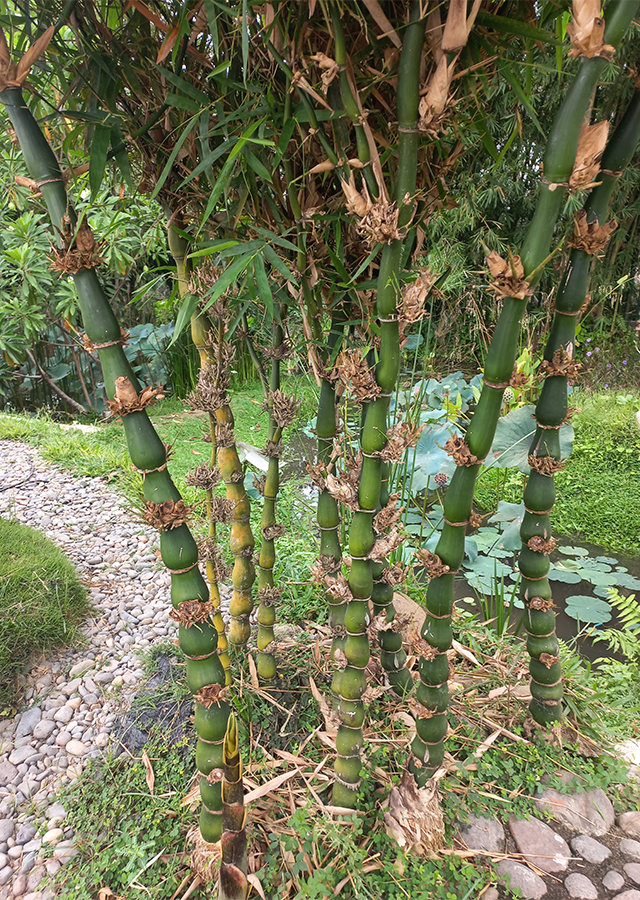 Bambusa ventricosa Cutting, Buddha Belly Bamboo, 1 Rooted Division, Clumping Bamboo, USDA Zones 9-11