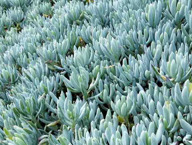 Brushstrokes Moor Grass 1 Live Plant – 4-Inch Pot – Sesleria ‘Brushstrokes’