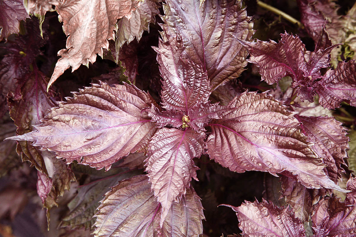 2 Bare Root Perilla frutescens 'Shiso' Plants | Red/Purple Shiso Herb | Organic Non-GMO | Edible Perilla | Japanese Korean Herb