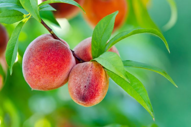 7 Prunus persica Peach Cuttings – California Variety Live 6" Stems – Edible Sweet Fruit Tree Starter for Home Orchards & Gardens