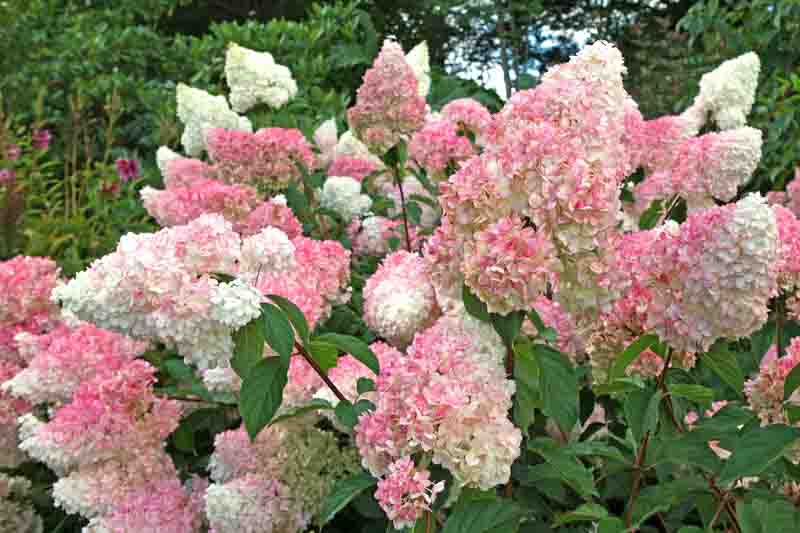 4 Vanilla Strawberry Hydrangea Cuttings β Hydrangea paniculata 'Renhy', Unrooted Wood 3β8mm, Rare Flowering Bush or Tree