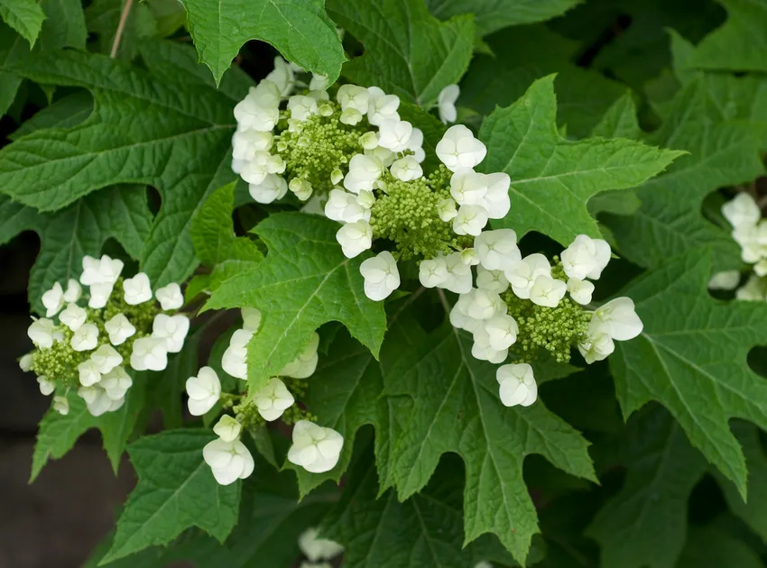 Jetstream Oakleaf Hydrangea 1 Live Flowering Shrub, 3 Gallon – Hydrangea quercifolia