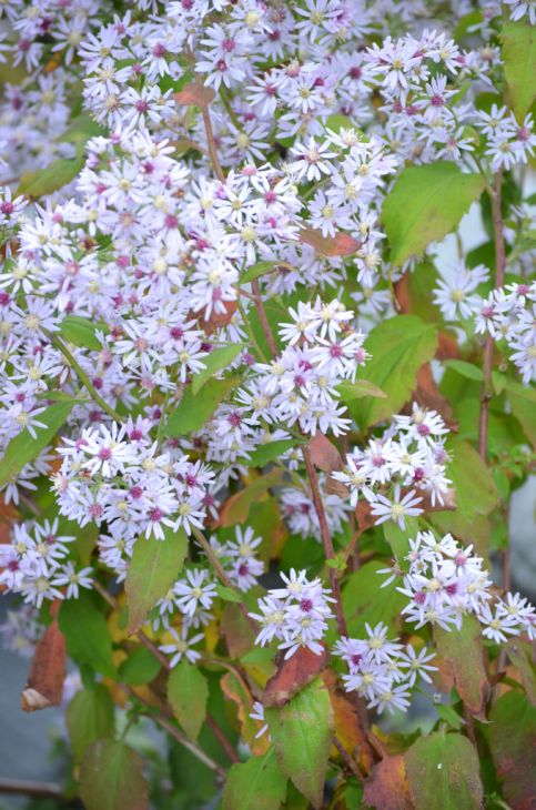 500 Symphyotrichum cordifolium Seeds | Heart-leaved Aster | Native Perennial Wildflower for Pollinators & Woodland Gardens