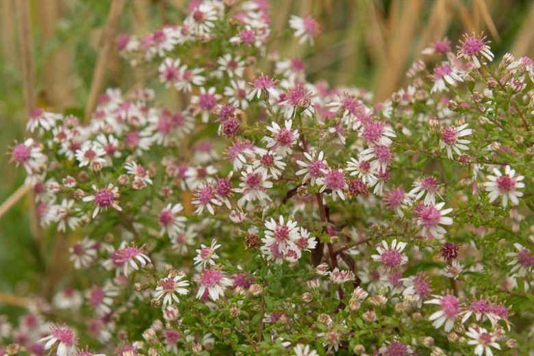 Symphyotrichum Lateriflorum Seeds (100) Calico Aster โ Native Perennial Wildflower, White & Purple Blooms, Pollinator Plant