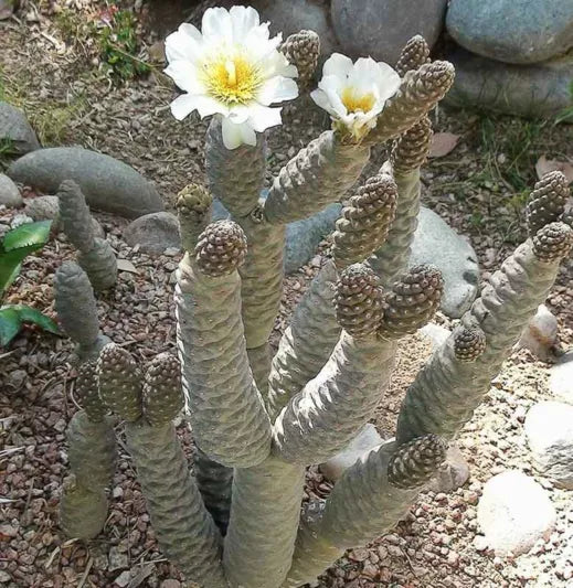 pine cone plant succulent Pine Cone Cactus Cutting – Live Unrooted Succulent (Tephrocactus Artic – Jayme Garden