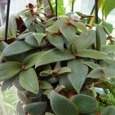 Cyanotis Kewensis, 4 Unrooted Cuttings, Fuzzy Trailing Succulent, Velvet Leaves, Green-Red Foliage