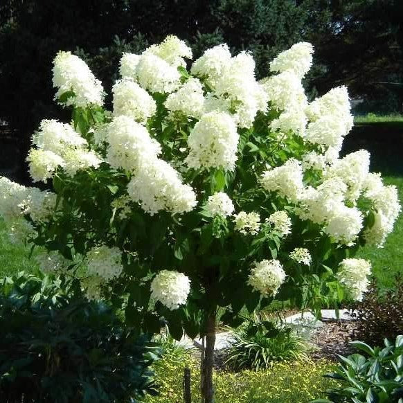 Hydrangea Limelight Rooted Cuttings - 6 Healthy 6-10 Inch Cuttings, White Blooms, Fast Growth, Heat Resistant, USDA Zones 3-9