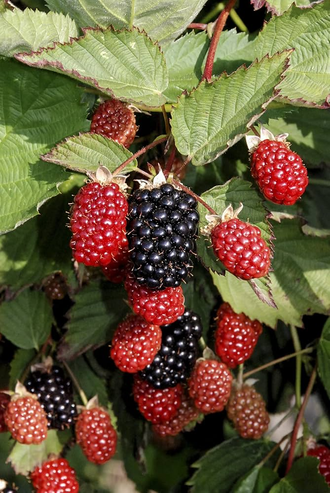 5 Big Daddy Thornless Blackberry Plants - Rubus | Live Fruit Starter Plants | Sweet Edible Berries for Garden, Patio, or Edible Landscape