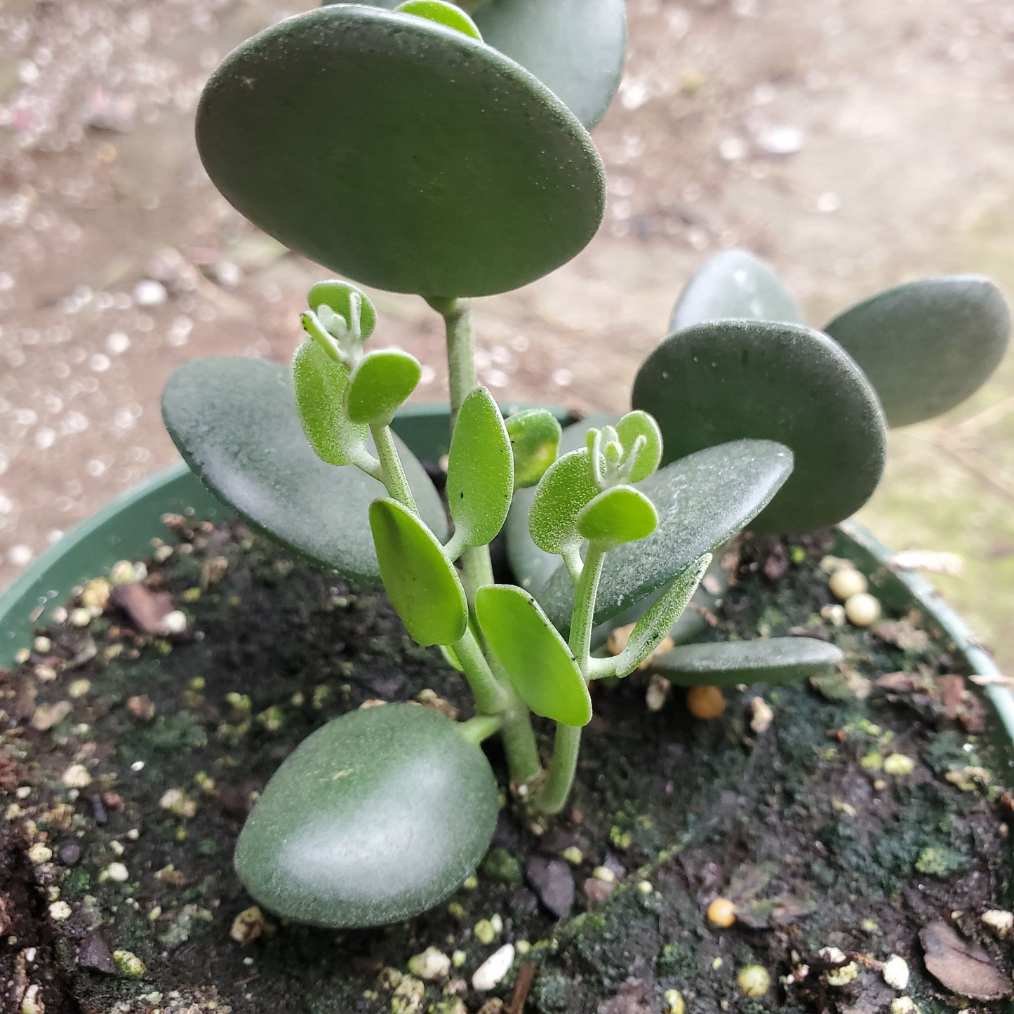 Xerosicyos danguyi Plant, Silver Dollar Vine, 4" Potted Cutting, Succulent Climber, USDA Zones 10-11