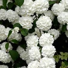 1 Japanese Snowball Viburnum - Viburnum plicatum | 12–18” Bare Root Shrub | Starter Landscape Plant with White Spring Blooms