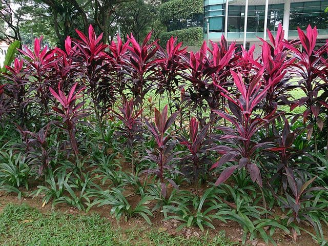 Red Ti Leaf Cuttings (3) - 6 Inch Starter Logs - Cordyline fruticosa - Hawaiian Grown