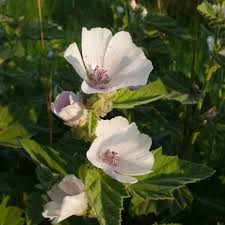Althaea officinalis Seeds - 25 Count - Marshmallow Plant - Perennial - Zone 3-9