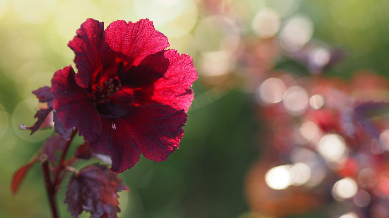 7 Live Cranberry Hibiscus Plant Clippings - Organic Edible Perennial, Perfect for Gardening & Cooking