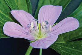 3 Cranesbill Wild Geranium Plants - Bare Root Geranium Maculatum | Organic Perennial Wildflower for Shade & Woodland Gardens